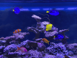 Clownfish, Blue Tangs, other fishes and coral at the Great Barrier Reef section at the Oceanium at the Diergaarde Blijdorp zoo