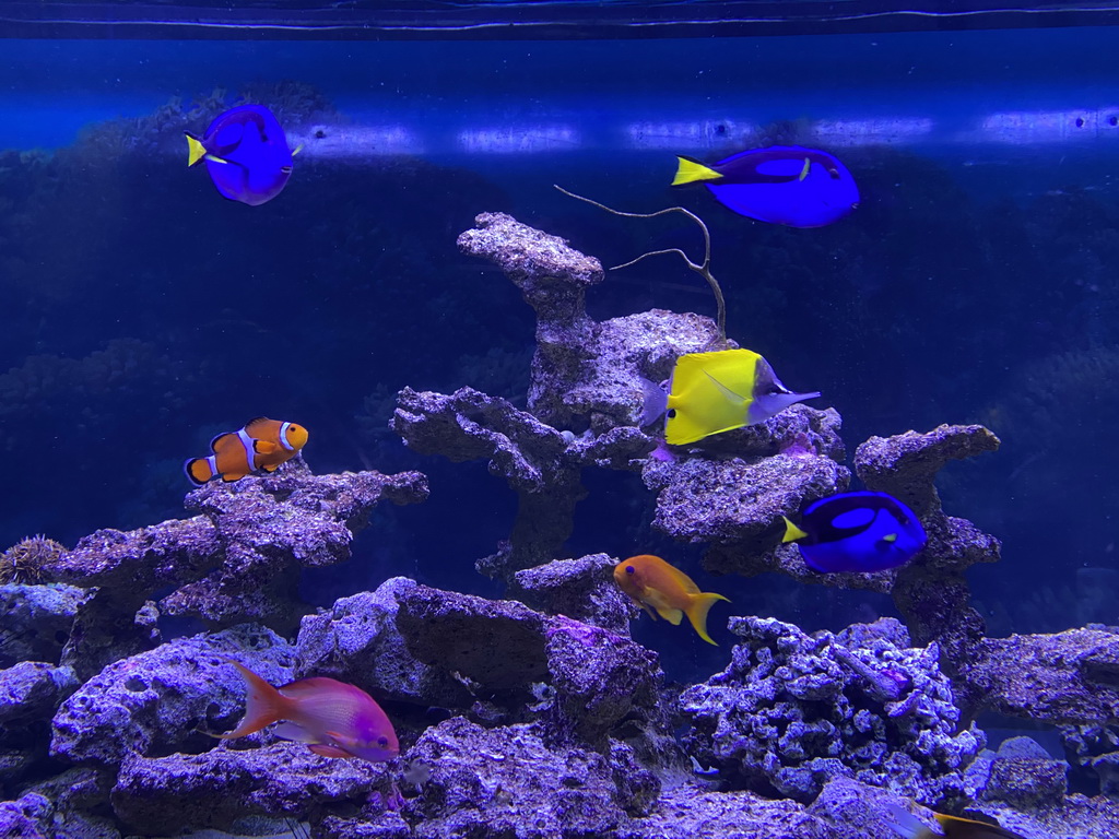 Clownfish, Blue Tangs, other fishes and coral at the Great Barrier Reef section at the Oceanium at the Diergaarde Blijdorp zoo