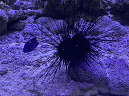 Sea Urchin and fish at the Great Barrier Reef section at the Oceanium at the Diergaarde Blijdorp zoo