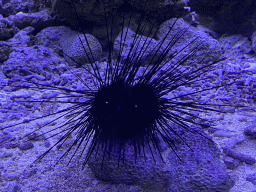 Sea Urchin at the Great Barrier Reef section at the Oceanium at the Diergaarde Blijdorp zoo