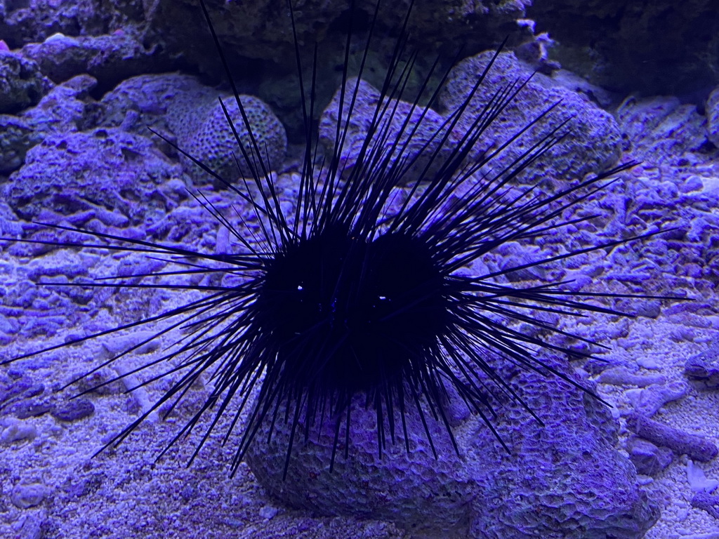 Sea Urchin at the Great Barrier Reef section at the Oceanium at the Diergaarde Blijdorp zoo