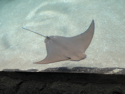 Cownose Ray at the Caribbean Sand Beach section at the Oceanium at the Diergaarde Blijdorp zoo