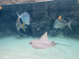 Cownose Ray and Lookdowns at the Caribbean Sand Beach section at the Oceanium at the Diergaarde Blijdorp zoo