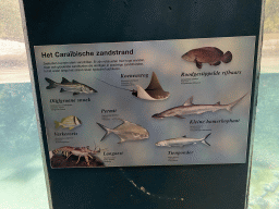 Explanation an animal species at the Caribbean Sand Beach section at the Oceanium at the Diergaarde Blijdorp zoo