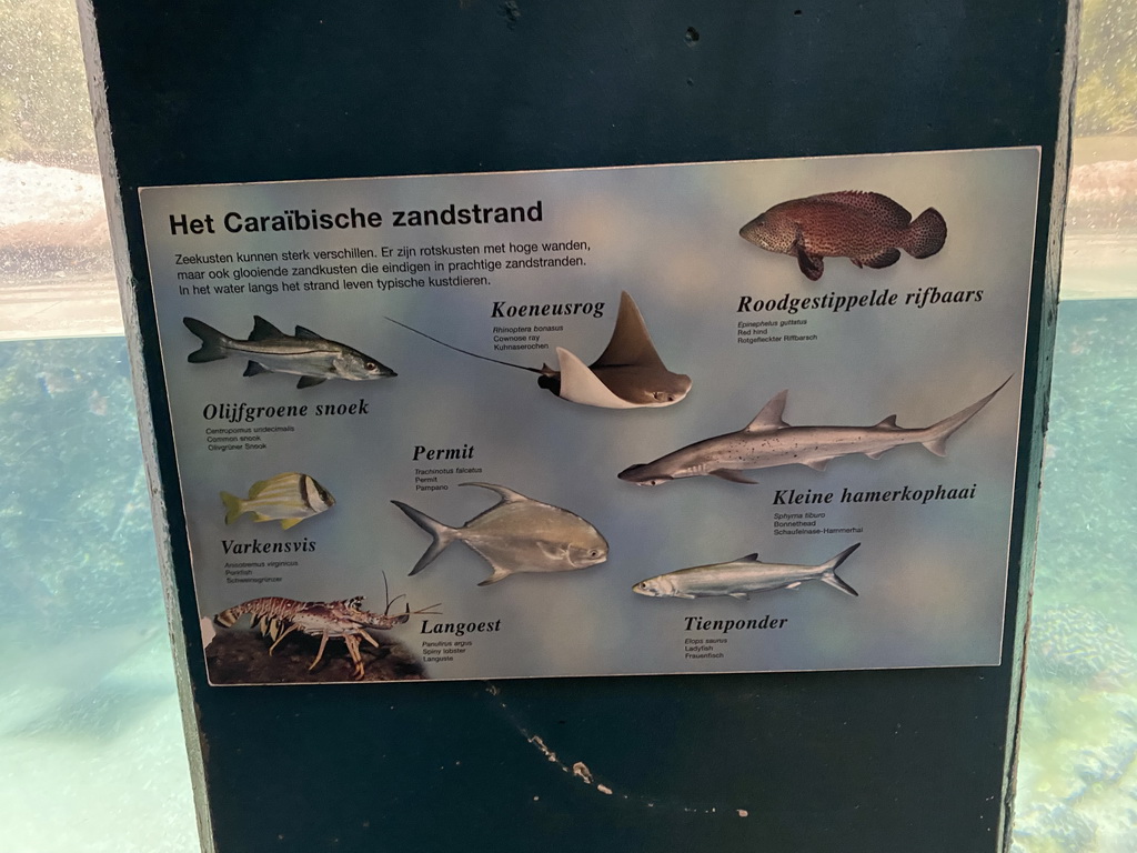 Explanation an animal species at the Caribbean Sand Beach section at the Oceanium at the Diergaarde Blijdorp zoo
