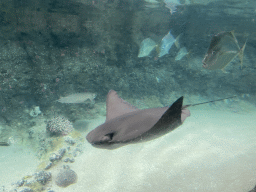 Cownose Rays and Lookdowns at the Caribbean Sand Beach section at the Oceanium at the Diergaarde Blijdorp zoo