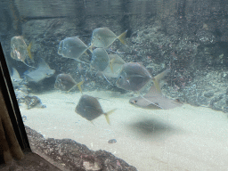 Cownose Rays and Lookdowns at the Caribbean Sand Beach section at the Oceanium at the Diergaarde Blijdorp zoo