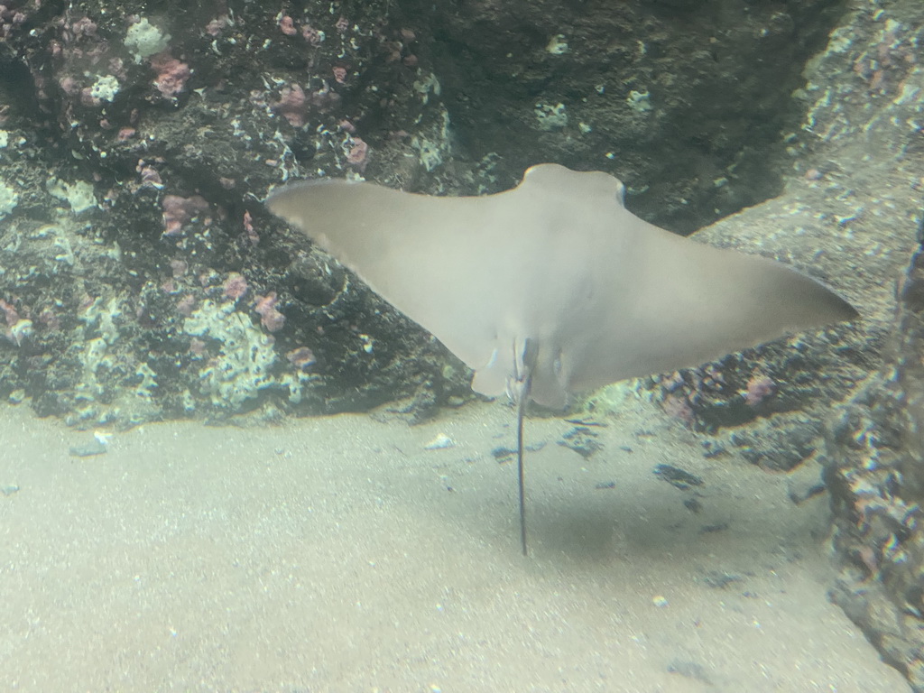 Cownose Ray at the Caribbean Sand Beach section at the Oceanium at the Diergaarde Blijdorp zoo