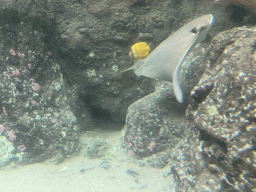 Cownose Ray and other fish at the Caribbean Sand Beach section at the Oceanium at the Diergaarde Blijdorp zoo