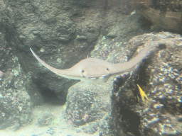 Cownose Ray and other fish at the Caribbean Sand Beach section at the Oceanium at the Diergaarde Blijdorp zoo