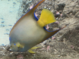 Porkfish at the Caribbean Sand Beach section at the Oceanium at the Diergaarde Blijdorp zoo