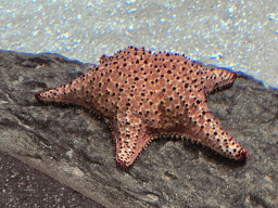 Starfish at the Caribbean Sand Beach section at the Oceanium at the Diergaarde Blijdorp zoo