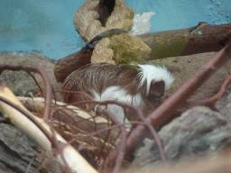 Cotton-top Tamarin at the Oceanium at the Diergaarde Blijdorp zoo