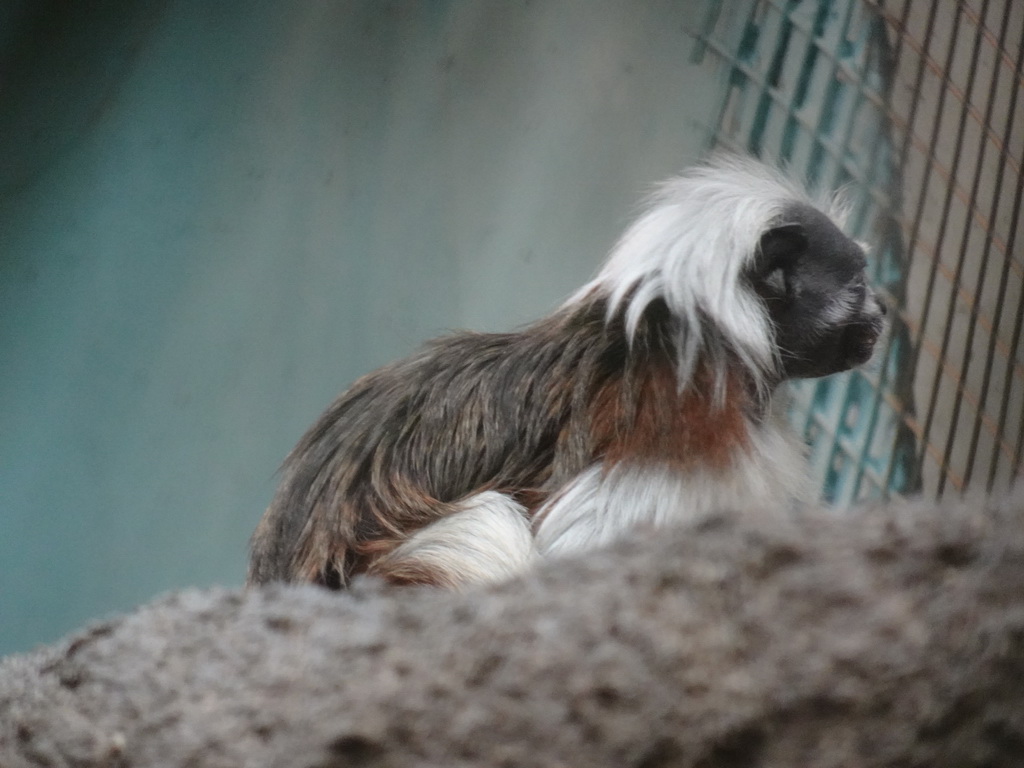 Cotton-top Tamarin at the Oceanium at the Diergaarde Blijdorp zoo