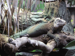 Iguana at the Oceanium at the Diergaarde Blijdorp zoo