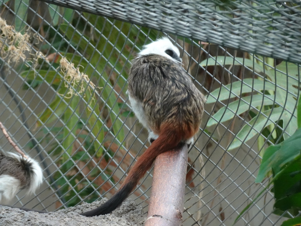 Cotton-top Tamarins at the Oceanium at the Diergaarde Blijdorp zoo