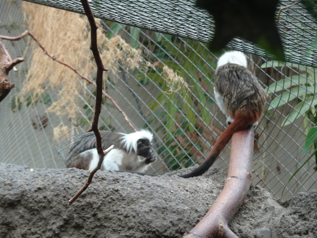 Cotton-top Tamarins at the Oceanium at the Diergaarde Blijdorp zoo