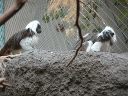 Cotton-top Tamarins at the Oceanium at the Diergaarde Blijdorp zoo