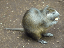 Cubian Hutia at the Oceanium at the Diergaarde Blijdorp zoo
