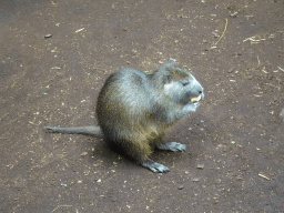 Cubian Hutia at the Oceanium at the Diergaarde Blijdorp zoo