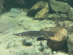Spotted Gar and other fish at the Oceanium at the Diergaarde Blijdorp zoo