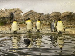 King Penguins at the Falklands section at the Oceanium at the Diergaarde Blijdorp zoo