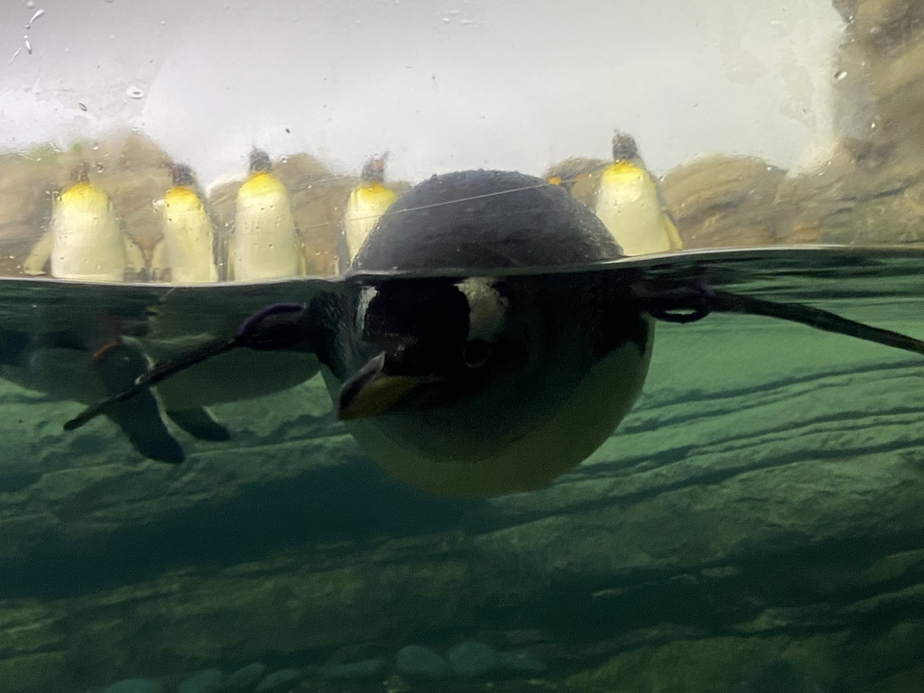 King Penguin under water at the Falklands section at the Oceanium at the Diergaarde Blijdorp zoo