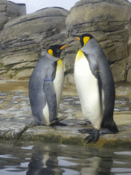 King Penguins at the Falklands section at the Oceanium at the Diergaarde Blijdorp zoo