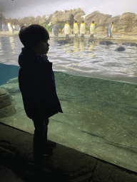 Max with King Penguins at the Falklands section at the Oceanium at the Diergaarde Blijdorp zoo