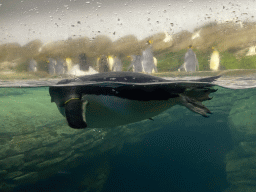 Gentoo Penguin under water at the Falklands section at the Oceanium at the Diergaarde Blijdorp zoo