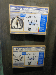 Explanation on the King Penguin and Gentoo Penguin at the Falklands section at the Oceanium at the Diergaarde Blijdorp zoo