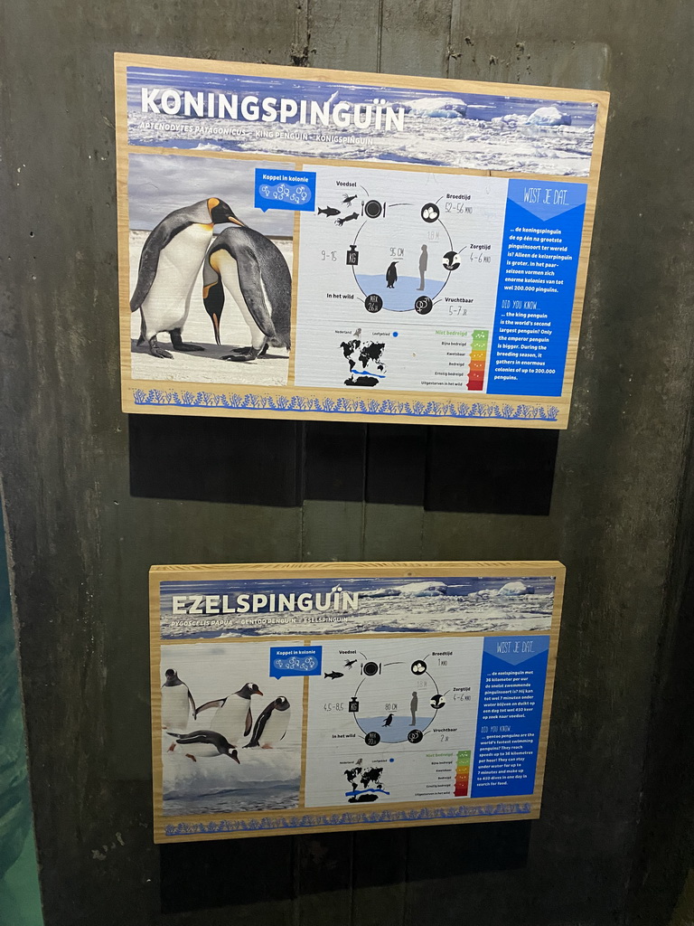 Explanation on the King Penguin and Gentoo Penguin at the Falklands section at the Oceanium at the Diergaarde Blijdorp zoo
