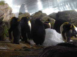 King Penguins at the Falklands section at the Oceanium at the Diergaarde Blijdorp zoo