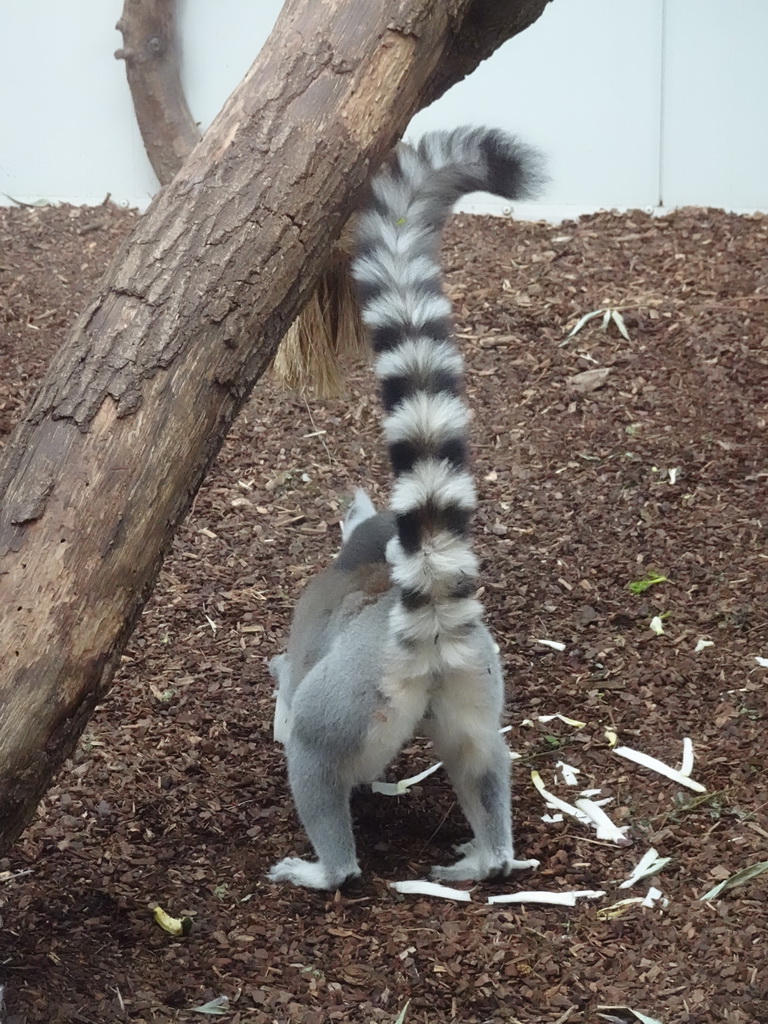 Ring-tailed Lemur at the Oceanium at the Diergaarde Blijdorp zoo