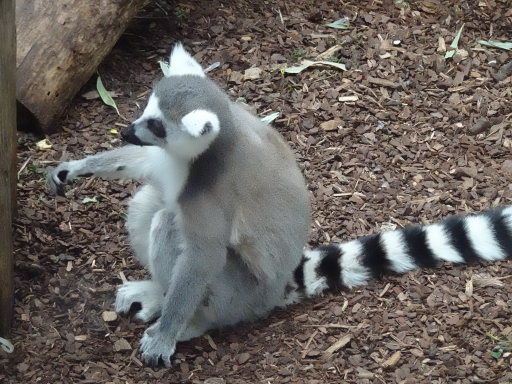 Ring-tailed Lemur at the Oceanium at the Diergaarde Blijdorp zoo