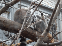 Ring-tailed Lemurs at the Oceanium at the Diergaarde Blijdorp zoo