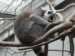 Ring-tailed Lemur at the Oceanium at the Diergaarde Blijdorp zoo