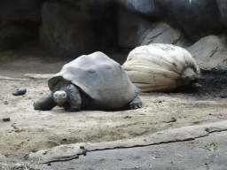 Galapagos Tortoise at the Galapagos section at the Oceanium at the Diergaarde Blijdorp zoo