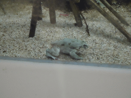 Titicaca Water Frog at the Nature Conservation Center at the Oceanium at the Diergaarde Blijdorp zoo