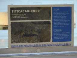 Explanation on the Titicaca Water Frog at the Nature Conservation Center at the Oceanium at the Diergaarde Blijdorp zoo