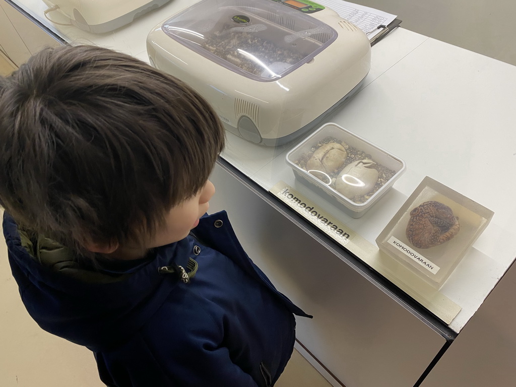 Max with a Komodo Dragon embryo and eggs at the Nature Conservation Center at the Oceanium at the Diergaarde Blijdorp zoo, with explanation