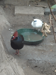 Bali Myna and other bird at the Nature Conservation Center at the Oceanium at the Diergaarde Blijdorp zoo, with explanation