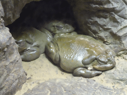 Colorado River Toads at the Oceanium at the Diergaarde Blijdorp zoo