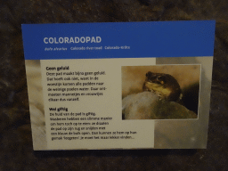 Explanation on the Colorado River Toad at the Oceanium at the Diergaarde Blijdorp zoo