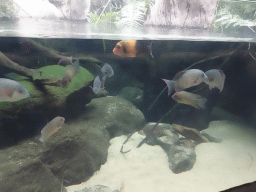 Cichlids at the Oceanium at the Diergaarde Blijdorp zoo
