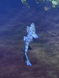 Shark at the Oceanium at the Diergaarde Blijdorp zoo