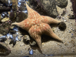 Starfish at the Oceanium at the Diergaarde Blijdorp zoo