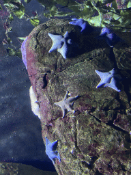 Starfishes at the Oceanium at the Diergaarde Blijdorp zoo