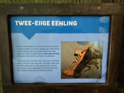 Explanation on the Chimeric Lobster at the Oceanium at the Diergaarde Blijdorp zoo