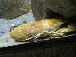 American Lobster at the Oceanium at the Diergaarde Blijdorp zoo